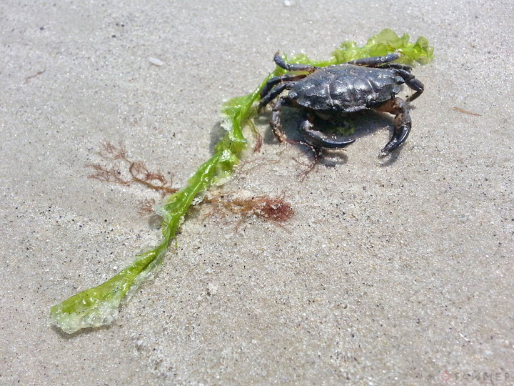 краб в Одессе