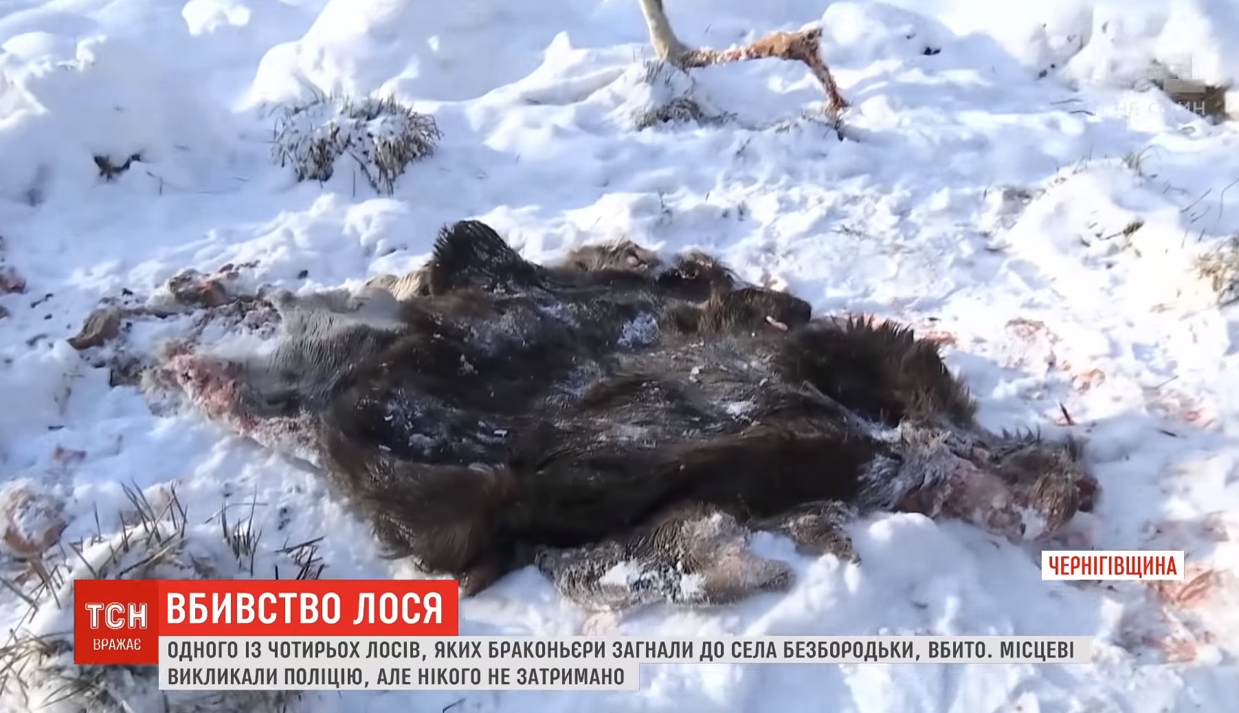 Безнаказанность: в Черниговской области браконьеры жестоко убили лося