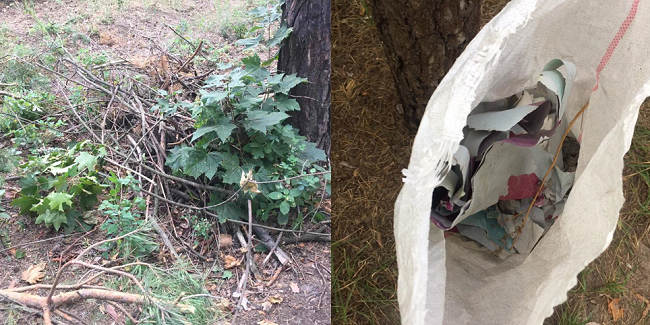 Вырубка леса в Гостомеле