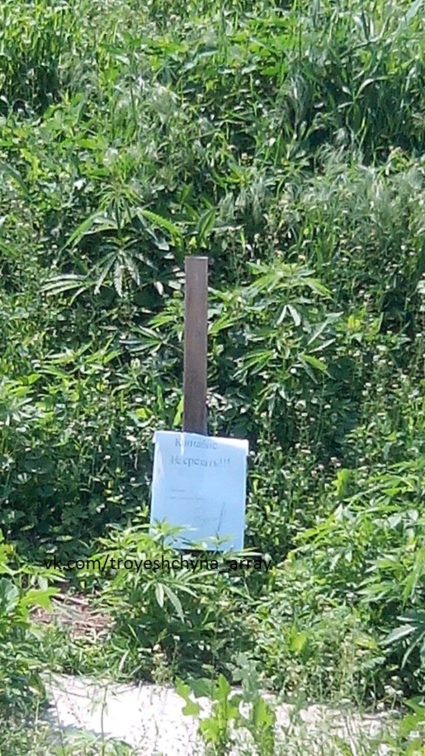 На столичной Троещине нашли "плантацию" конопли у дороги