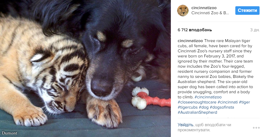 В американському зоопарку пес став &quot;прийомним батьком&quot; для покинутих тигренят