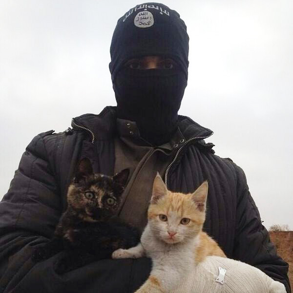 "Мяуджахеды": ИГИЛ вербует боевиков с помощью котят