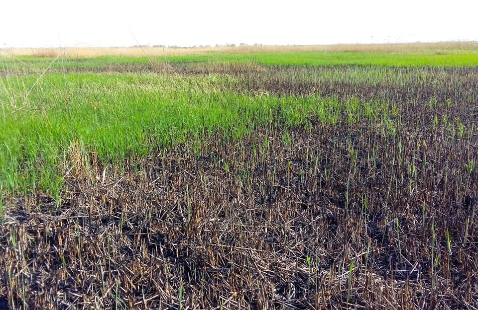 Грозит всему живому: уникальная экосистема на Днестре может погибнуть