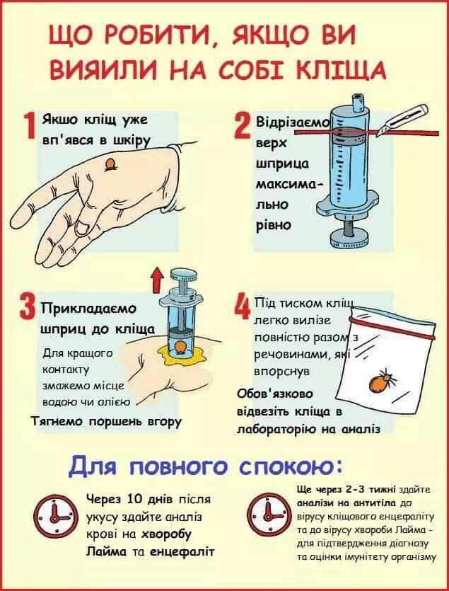 Пикник здорового человека: как безопасно отдохнуть на природе