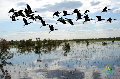 Грозит всему живому: уникальная экосистема на Днестре может погибнуть