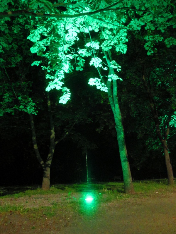 У Києві на одній з набережних включили підсвітку дерев