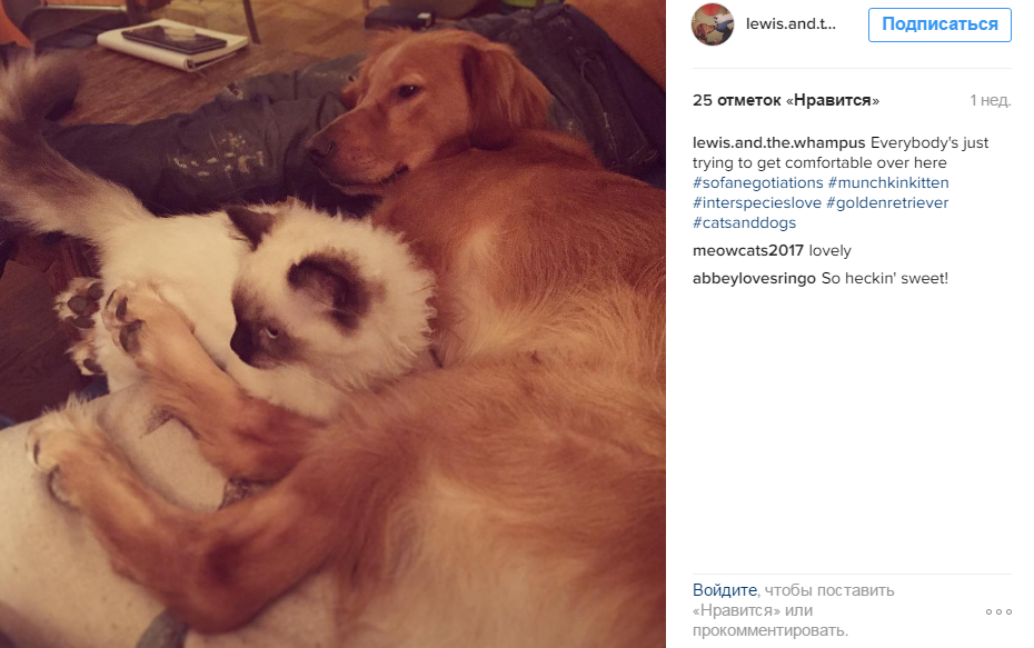 Кот-манчкин подружился с собакой без хвоста