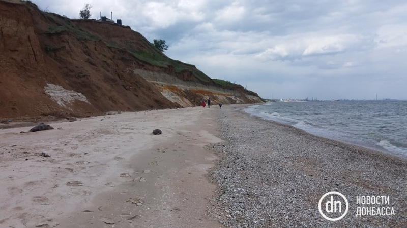 Под Мариуполем нашли мертвое редкое животное (фото)