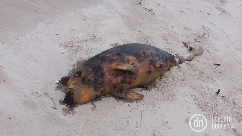 Под Мариуполем нашли мертвое редкое животное (фото)