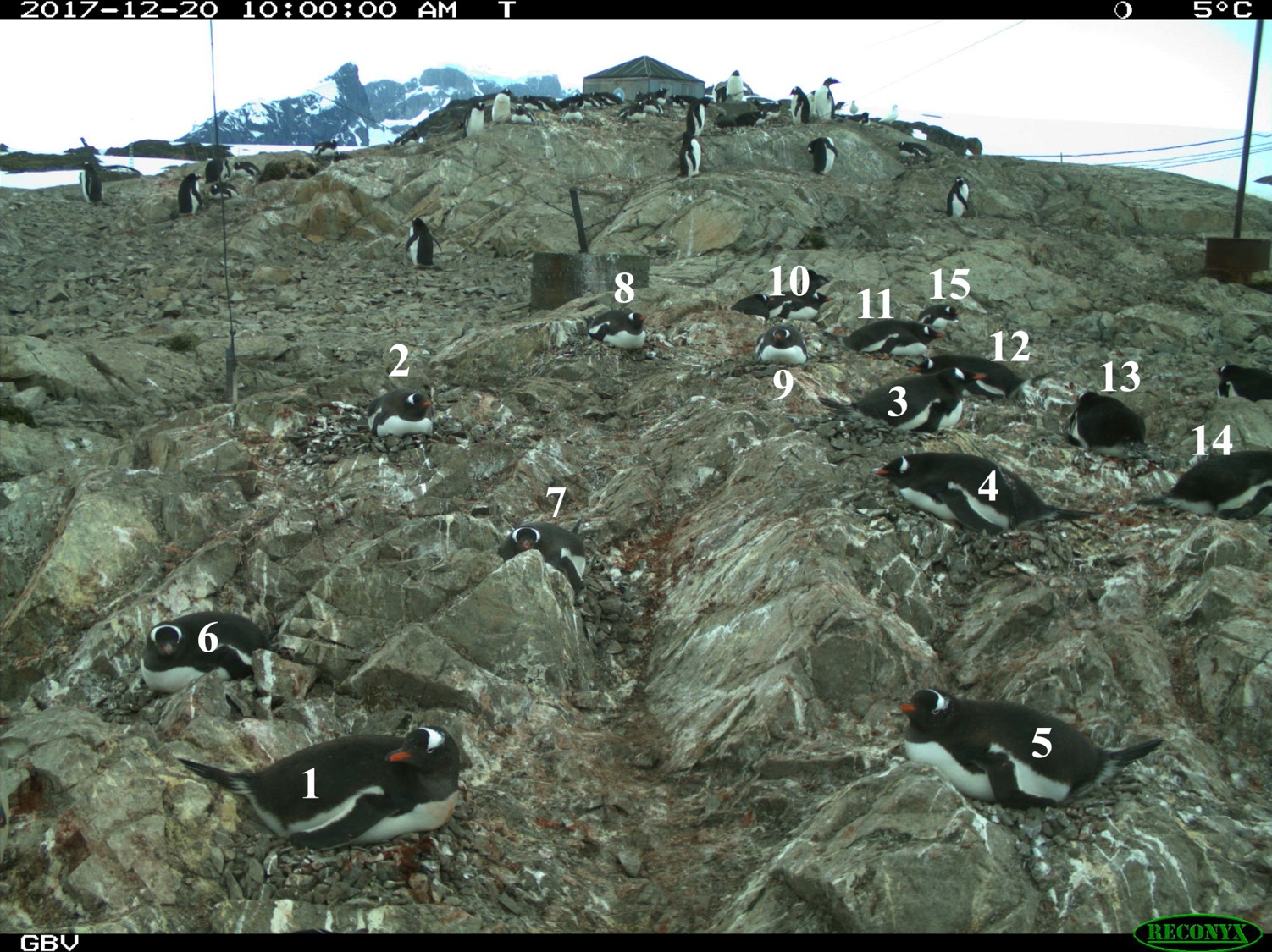 Украинские дети помогут ученым считать пингвинов Антарктики