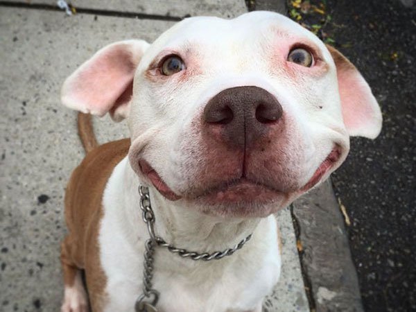 Эти собаки-улыбаки сделают ваше утро (реальные фото)