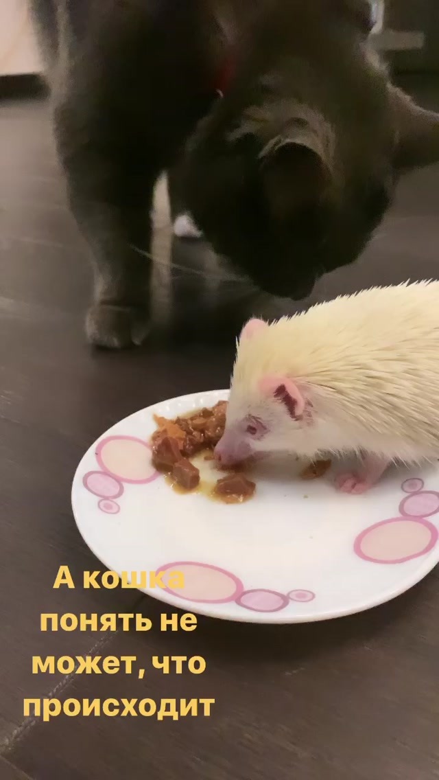 Відомий футболіст завів дивного вихованця (відео)