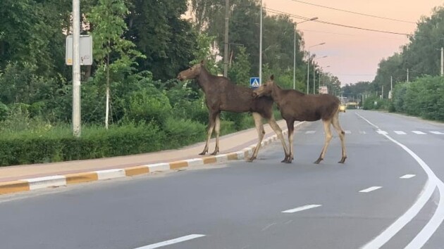 Під Києвом помічені рідкісні "червонокнижні" тварини: ходять по одному маршруту (фото)