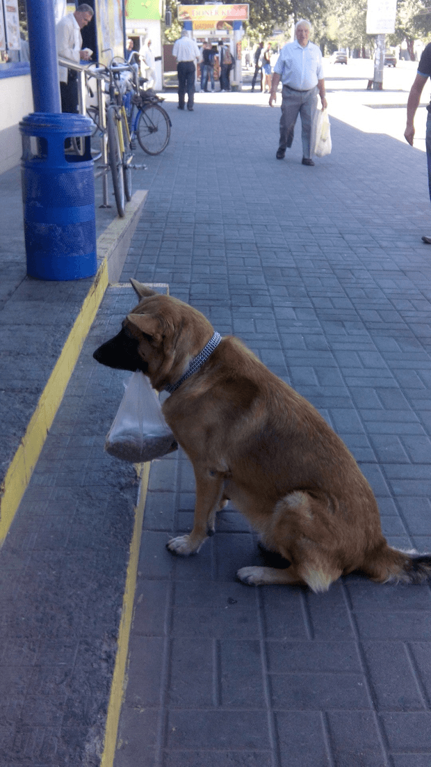 Вірний помічник: соцмережі підкорив черкаський "Хатіко"