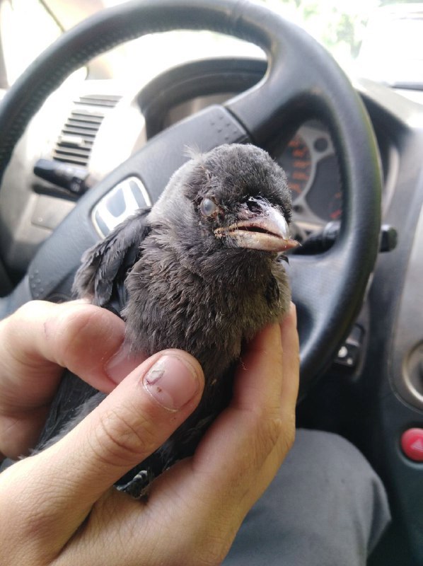 Центр спасения животных: уникальная команда просит о помощи