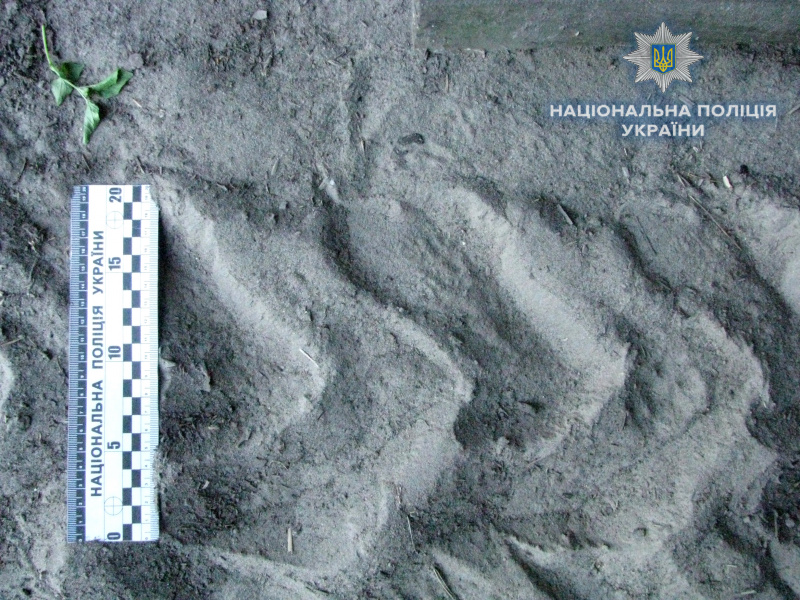 Намагалася зупинити п'яного сина: у Рівненській області жінка загинула під колесами трактора (фото)