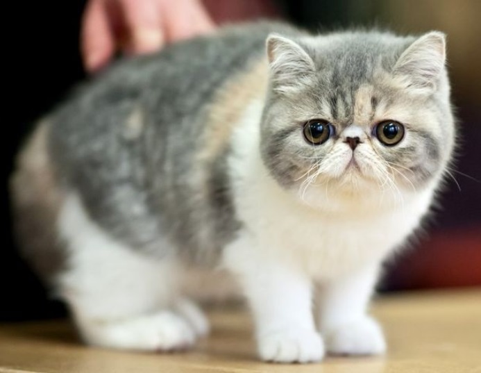 Як підібрати кішку за знаком Зодіаку: поради астрологів