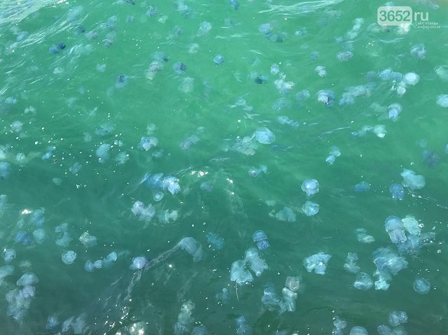 "Вместо моря кисель": пляжи Крыма атаковала "армия" медуз (фото)