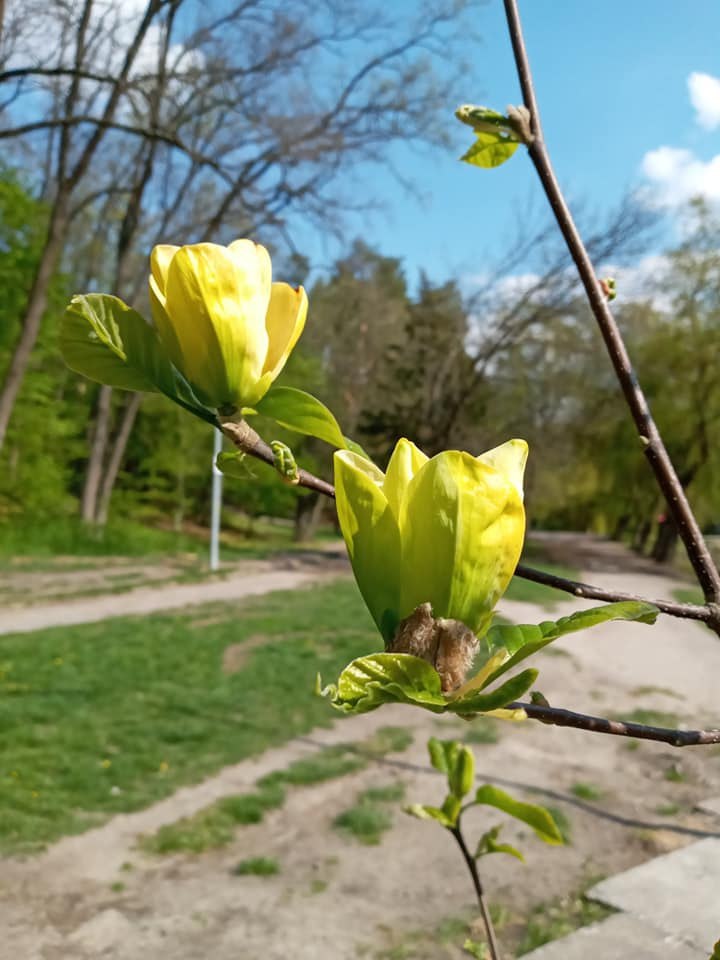 В Киеве расцвели уникальные лимонные магнолии: яркие фото