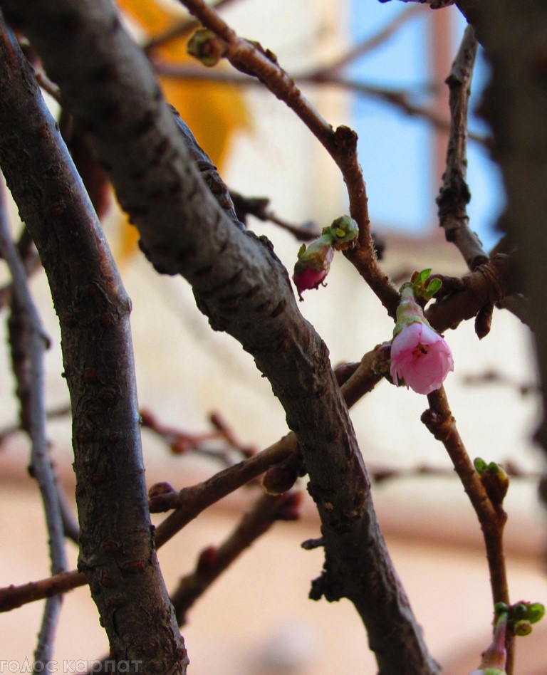Снова весна: в Мукачево в ноябре зацвела сакура