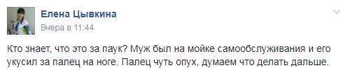 В Закарпатской области появились смертельно опасные пауки