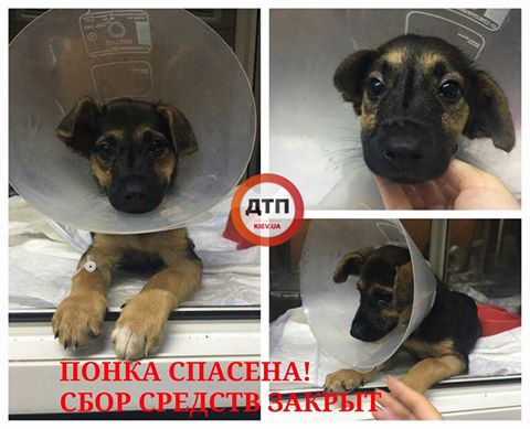 Волонтеры спасли щенка, жестоко изнасилованного палкой