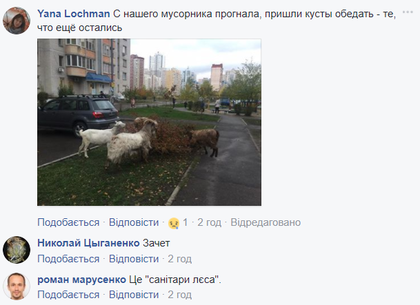 В киевских мусорках начали пастись козы