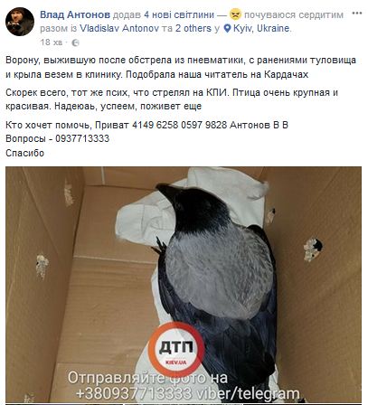 В центре Киева расстреляли птиц: стали известны ужасающие подробности