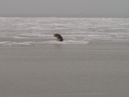 У Маріуполі врятували собаку, яку відносило у море на крижині