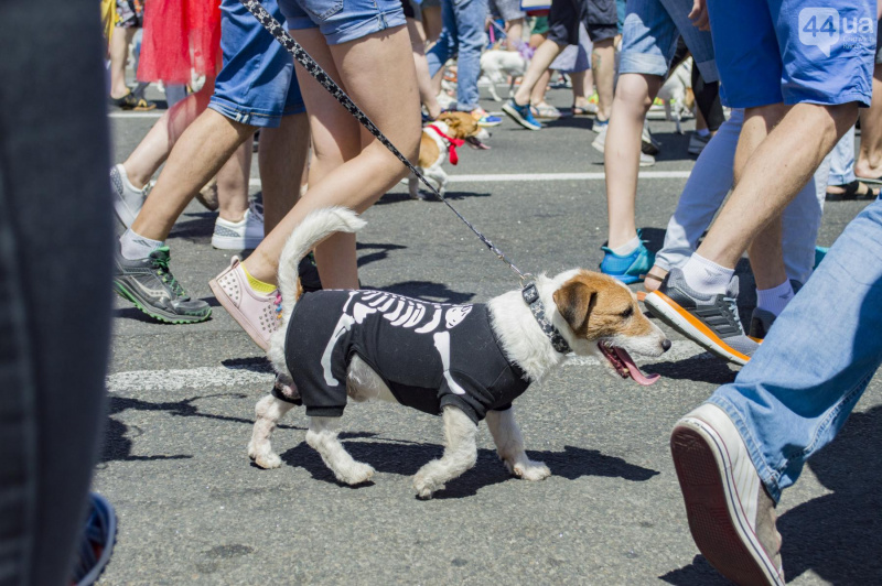 У Києві пройшов парад собак породи джек-рассел-тер'єр (фото)