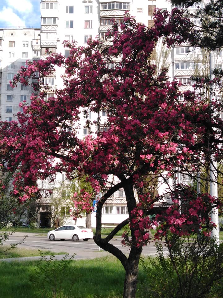 У Києві зацвіла найдовша алея сакур України: з'явилися барвисті фото