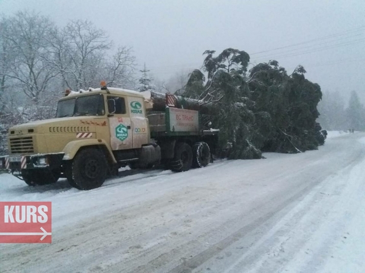 Стало известно о серьезных проблемах с доставкой в Киев главной елки страны (фото)