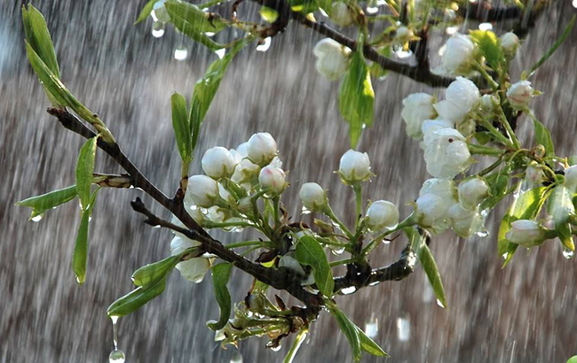 Дожди и грозы: синоптики рассказали, каким регионам приготовиться к похолоданию
