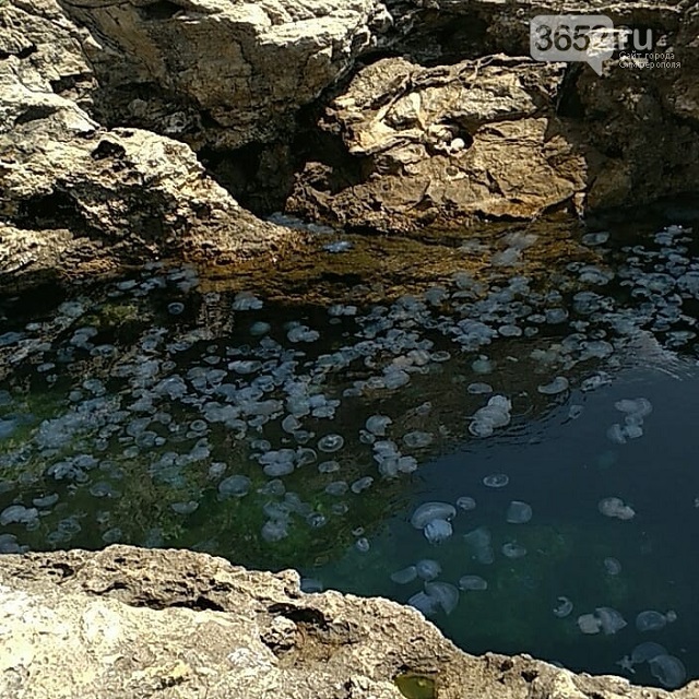 "Вместо моря кисель": пляжи Крыма атаковала "армия" медуз (фото)