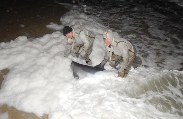 Операція з врятування дельфіна