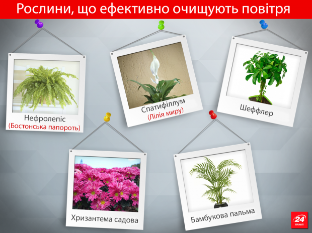 NASA назвало 15 лучших комнатных растений для очистки воздуха