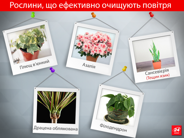 NASA назвало 15 лучших комнатных растений для очистки воздуха