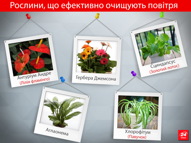 NASA назвало 15 лучших комнатных растений для очистки воздуха