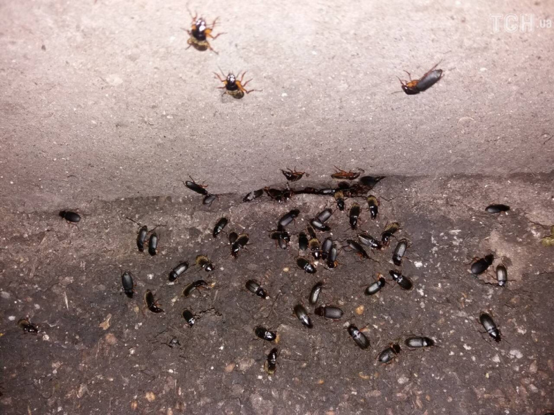 "Ходимо з мухобойками": жуки в Хмельницькій області перетворили життя селян на пекло