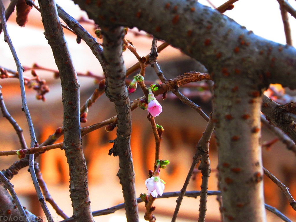 Снова весна: в Мукачево в ноябре зацвела сакура