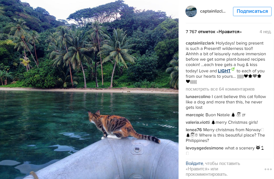 Кошка стала звездой Instagram благодаря морским путешествиям