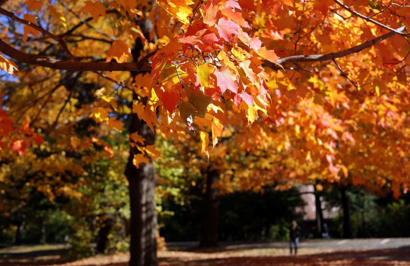 Осень в Нью-Йорке: опубликованы завораживающие фото мегаполиса
