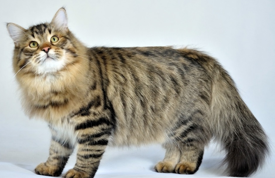 Як підібрати кішку за знаком Зодіаку: поради астрологів