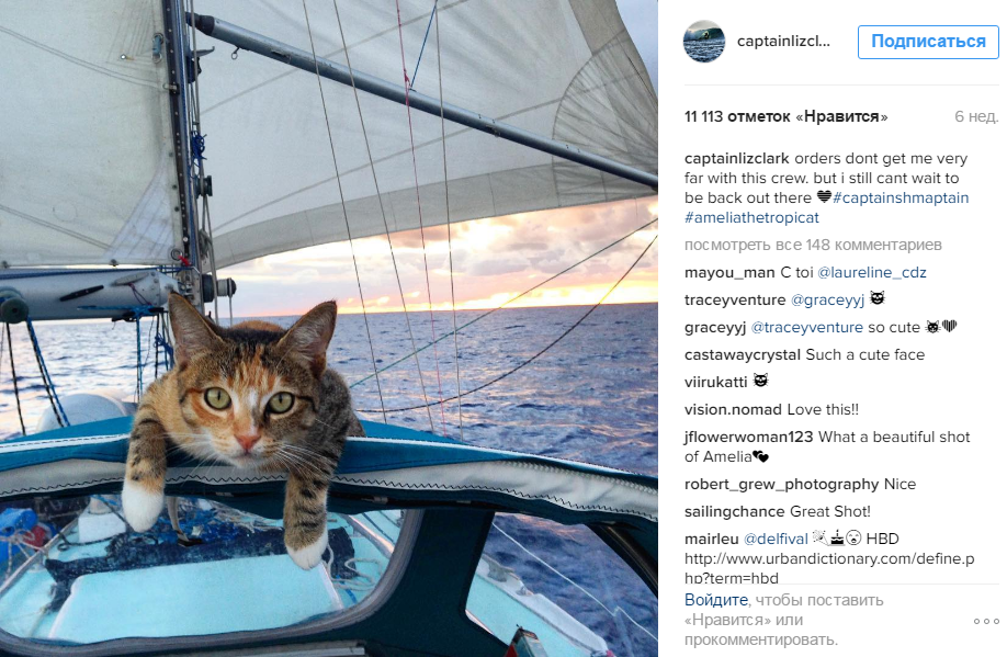 Кішка стала зіркою Instagram завдяки морським подорожам