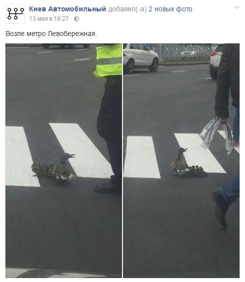 У Києві качки навчилися переходити дорогу по &quot;зебрі&quot;