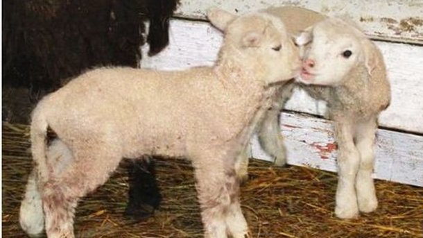 Різдвяне диво: у львівському музеї під відкритим небом народилися ягнята