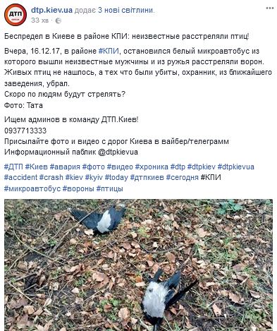 В центре Киева расстреляли птиц: стали известны ужасающие подробности