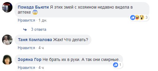 "Ужас": в Киеве на пляже отдыхали питоны (фото)