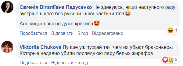 В центре Киева снова заметили леопарда: хищника сняли на видео
