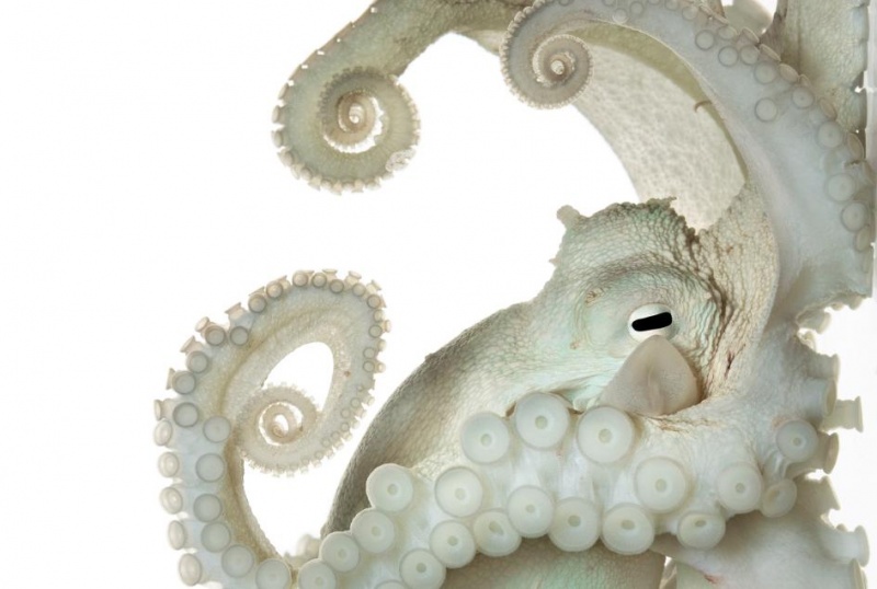 Топ-52 фото 2016 года: National Geographic выбрал лучшие снимки